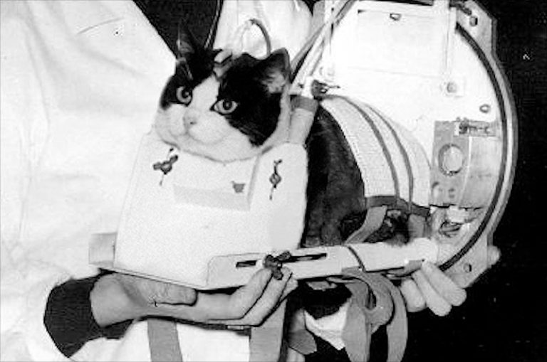 Uzayda Bugün Félicette, Uzaya Giden İlk Kedi (18 Ekim 1963) • Kozmik